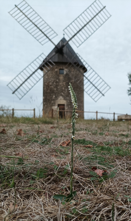 1_site_spiranthe_automne feuilles_moulin.jpg